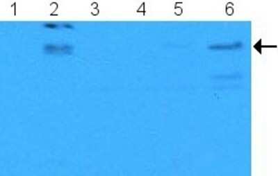 Western Blot: E2F-1 [p Ser364] Antibody [NB600-900]